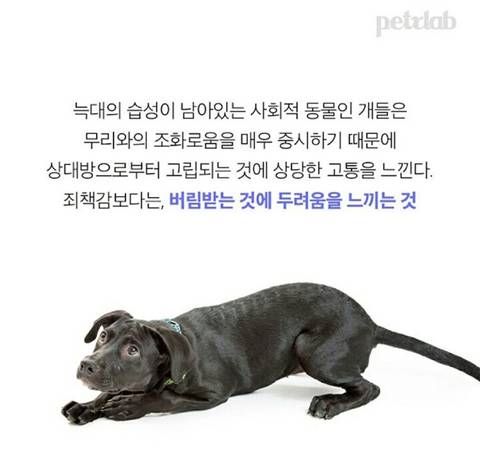 강아지가 이런 표정 짓는 이유.jpg