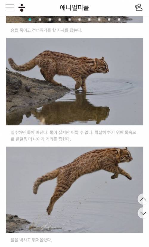 물이 싫은 삵.jpg