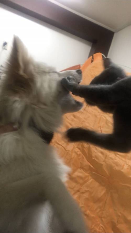 댕댕이가 마음에 안드는  고양이.jpg