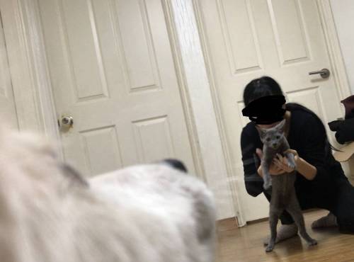 댕댕이가 마음에 안드는  고양이.jpg