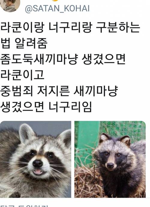 라쿤과 너구리 구분하는 방법 알려줌