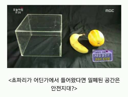 초파리가 저절로 생기는 이유