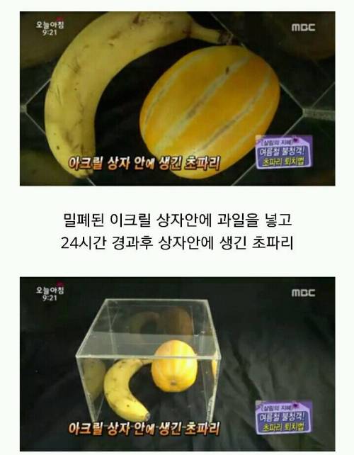 초파리가 저절로 생기는 이유