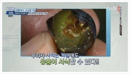 초파리가 저절로 생기는 이유