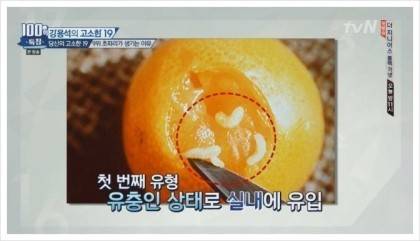 초파리가 저절로 생기는 이유