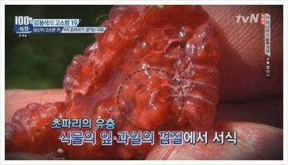 초파리가 저절로 생기는 이유