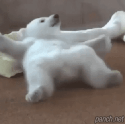 새끼 북극곰 뒤집기.gif