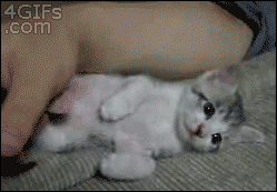 고양이가 잠드는 과정.gif