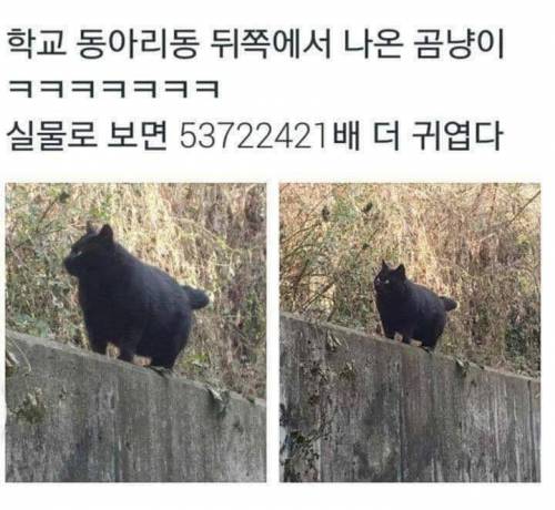 학교 뒤쪽에 나타난 곰.jpg