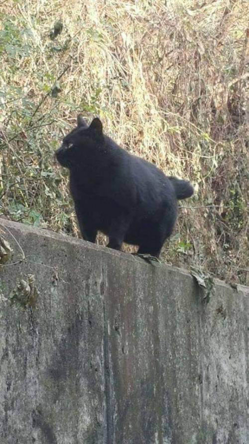 학교 뒤쪽에 나타난 곰.jpg