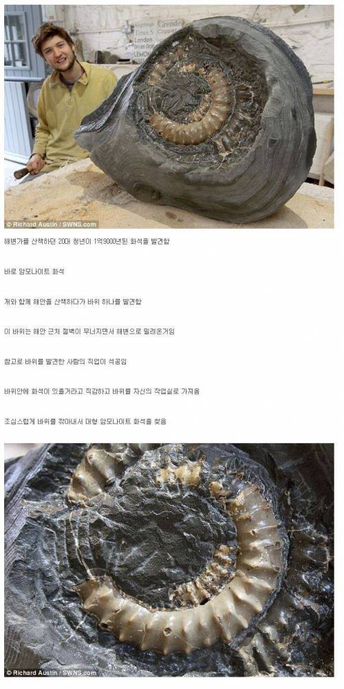 개랑 산책하다 발견한 화석.jpg