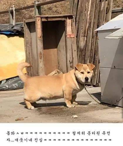 시골 똥개 믹스견...대참사.jpg