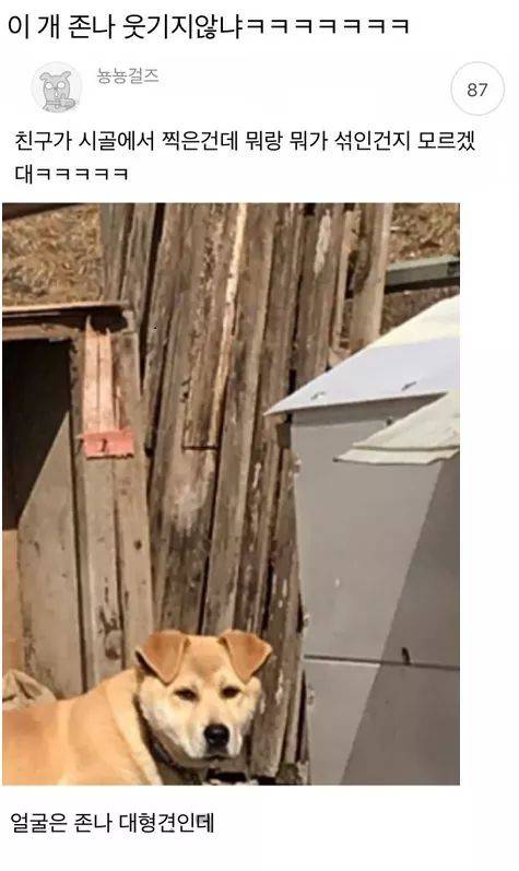시골 똥개 믹스견...대참사.jpg
