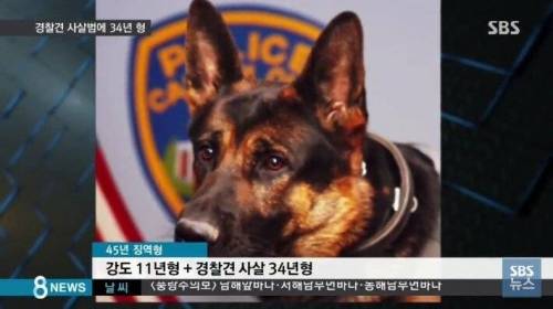 미국에서 경찰견을 죽이면.jpg