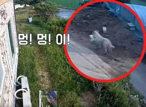 수천만원이 든 가방을 훔쳐간 도둑.jpg
