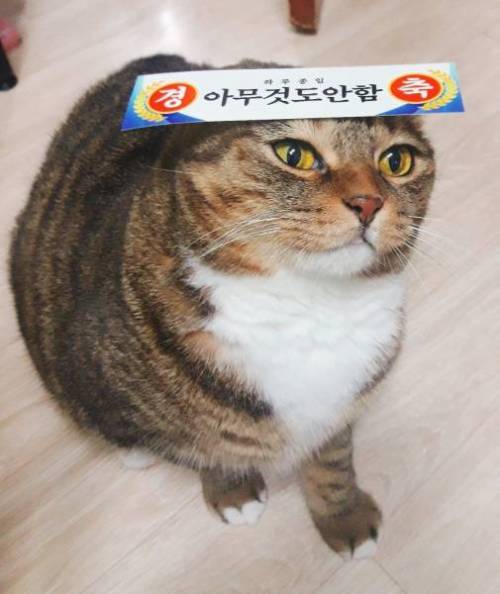 역곡역 고양이 역장 근황.jpg