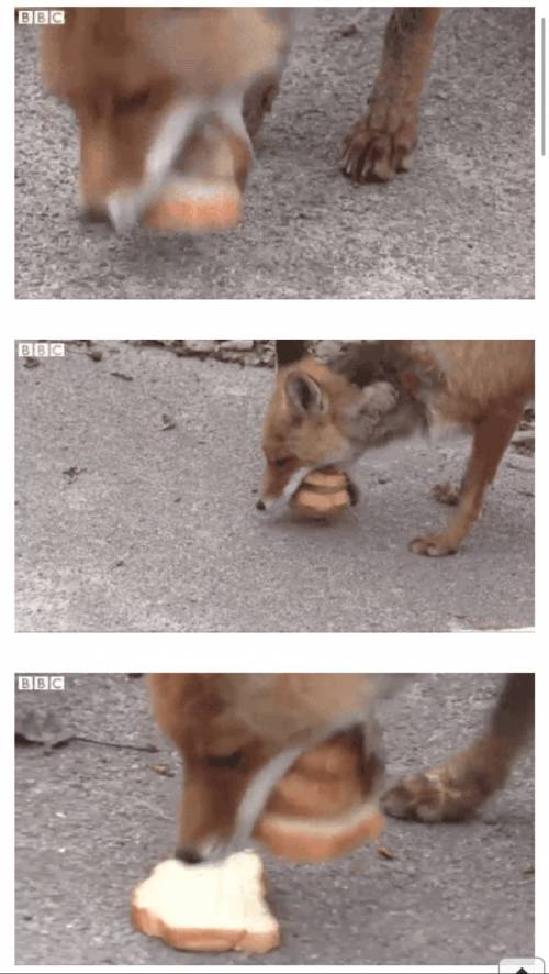 여우가 위험한 동물인 이유.jpg