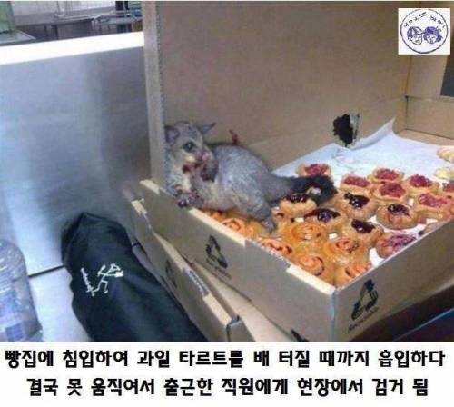 여우가 위험한 동물인 이유.jpg