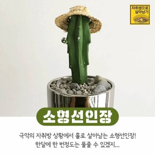 [스압] 간단하게 키우기 쉬운 식물들