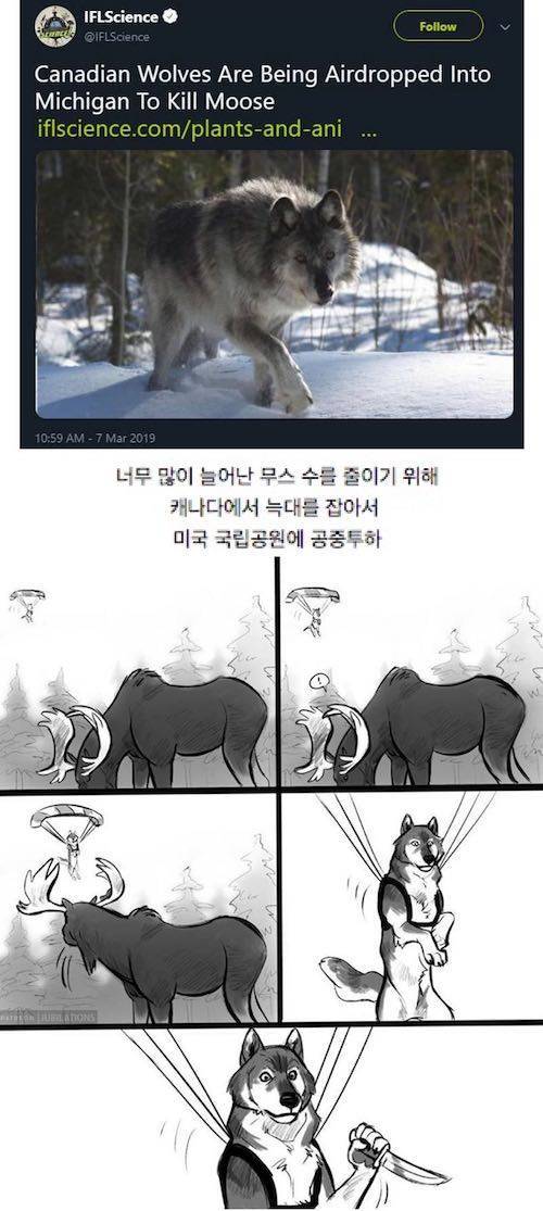 캐나다 특수부대 미국 고공침투.jpg