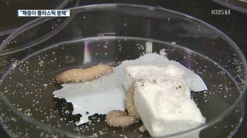 [벌레주의] 국내 연구진, 플라스틱 분해 효소 발견.jpg