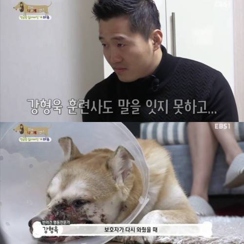 [스압] “강아지는 주인과 헤어지면 자기가 실수로 놓쳤다고 생각해요”