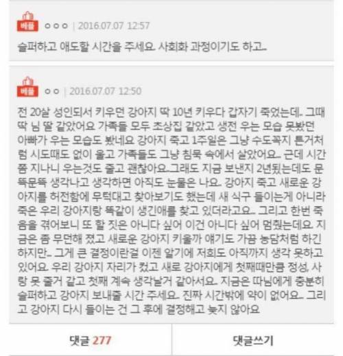 18년키운 강아지가 죽었는데