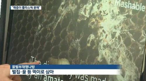 [벌레주의] 국내 연구진, 플라스틱 분해 효소 발견.jpg