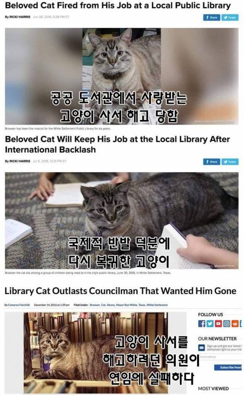 고양이 해고하면.jpg