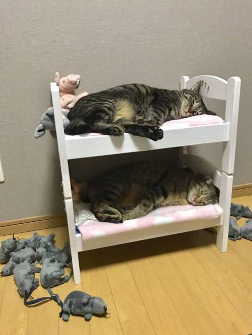 이케아 인형침대의 다른 용도 ~.jpg