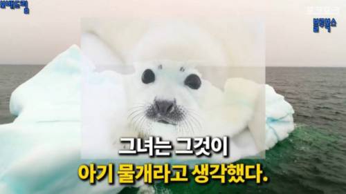 [스압] 빙산 위에 무엇인가 발견.jpg