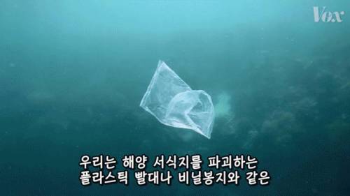 [스압] 해산물에서 플라스틱이 발견되는 이유.jpg