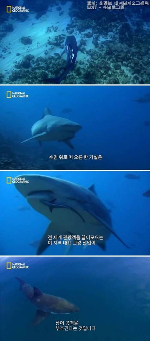 [스압] 상어는 얼마나 오랫동안 기억할 수 있을까?.jpg