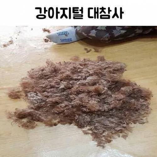 강아지털 대참사.jpg