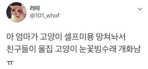 친구들이 우리 집 고양이더러 눈꽃빙수래 ㅠ