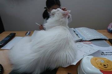 고양이가 너무 커서 공부를 못하겠다..jpg