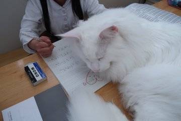 고양이가 너무 커서 공부를 못하겠다..jpg