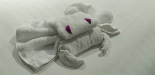 방 청소해주시는 호텔 직원 분이 아기코끼리 만들어놓으셨길래.jpg