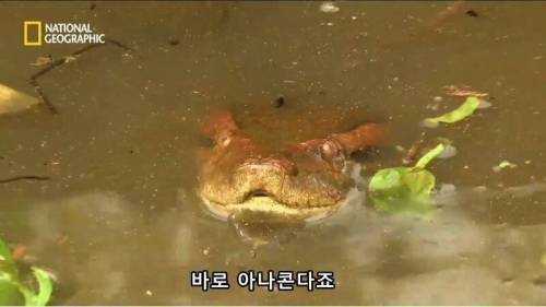 [스압] 뱀이 색욕의 상징인 이유.jpg