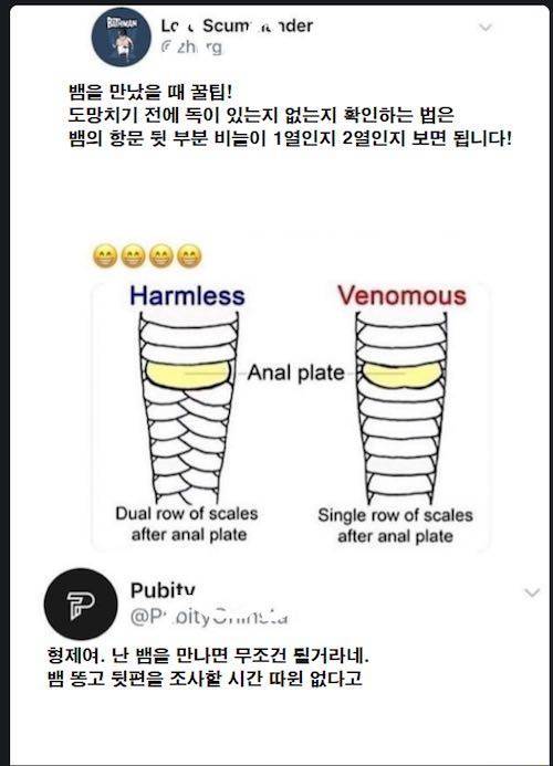 뱀 만났을 때 꿀팁.jpg