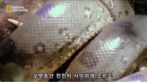 [스압] 뱀이 색욕의 상징인 이유.jpg