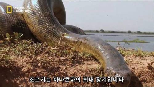 [스압] 뱀이 색욕의 상징인 이유.jpg