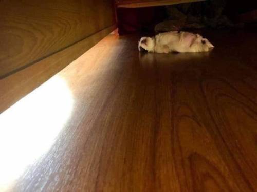 잠을 이상하게 자요.jpg