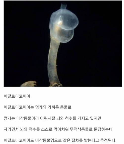 자기 뇌를 먹어치우는 동물.jpg