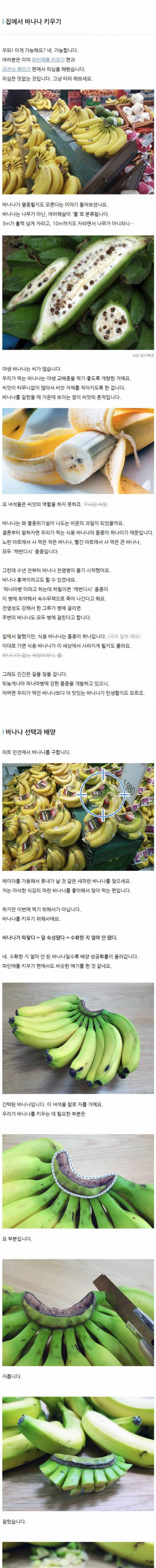 [스압] 집에서 바나나 키우기.jpg