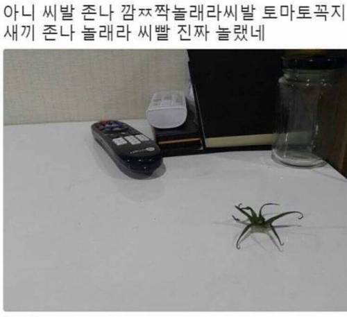 토마토 꼭지 .jpg