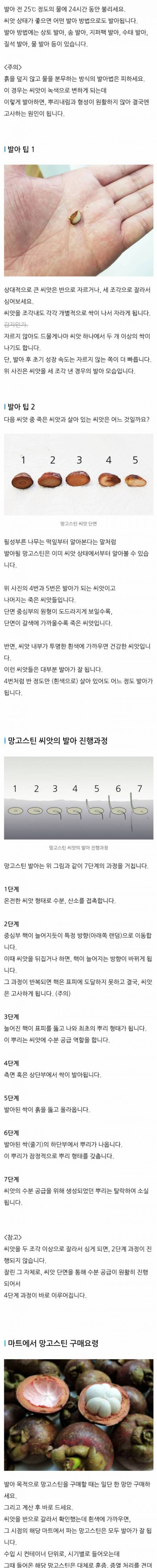 [스압] 망고스틴 발아하기.jpg