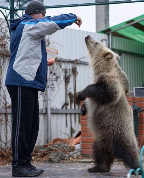 [스압] 2년동안 성장한 곰의 모습.jpg