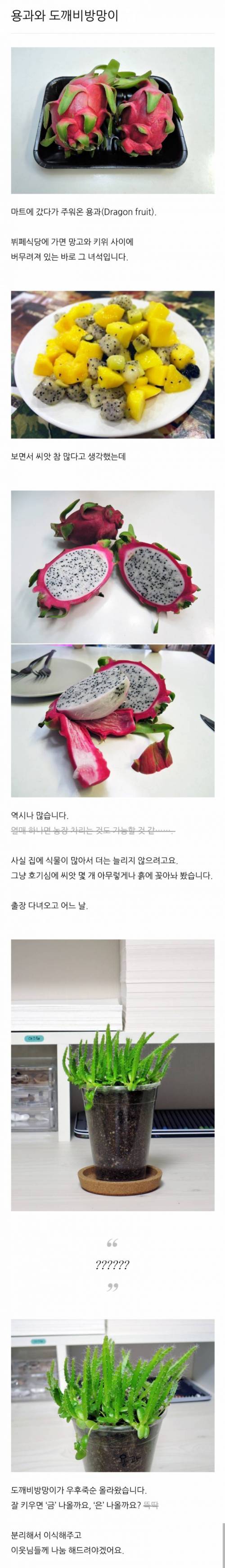 용과(드래곤프루츠) 발아하기.jpg