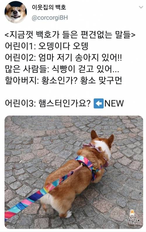 어느 강아지가 들은 편견없는 말들.twt